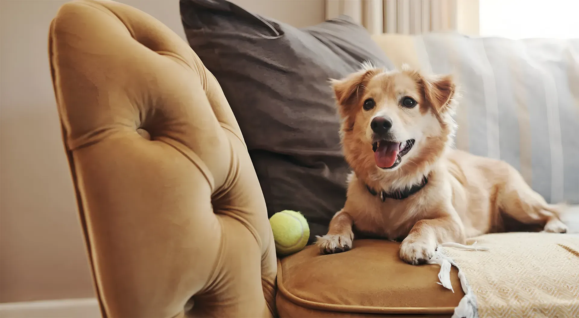 A happy dog lies on a tan couch next to a tennis ball, with pillows and a blanket in the background.